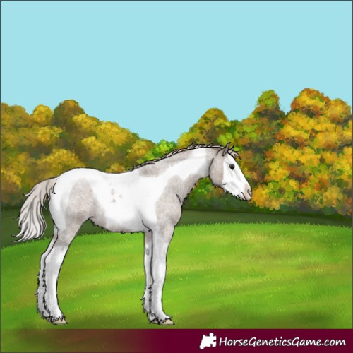 Horse Color:Silver Grullo Roan Splash Tobiano 