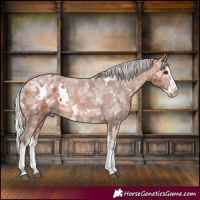 Horse Color:White Spotted Silver Bay Ice Splash Appaloosa 
