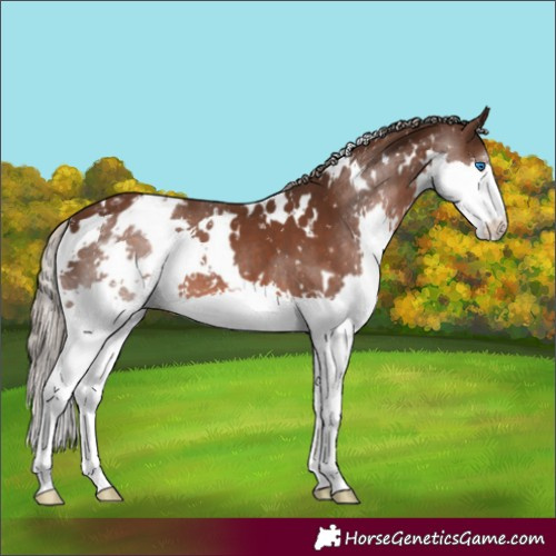 Horse Color:White Spotted Liver Chestnut Splash Appaloosa