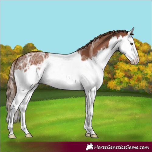 Horse Color:Chestnut Ice Splash Appaloosa