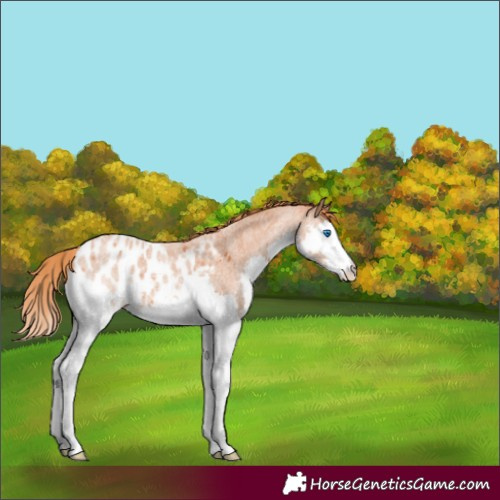 Horse Color:Red Roan Splash Appaloosa 