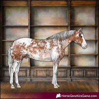 Horse Color:White Spotted Silver Bay Ice Splash Appaloosa 