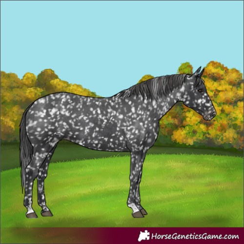 Horse Color:Black Appaloosa