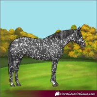 Horse Color:Black Appaloosa