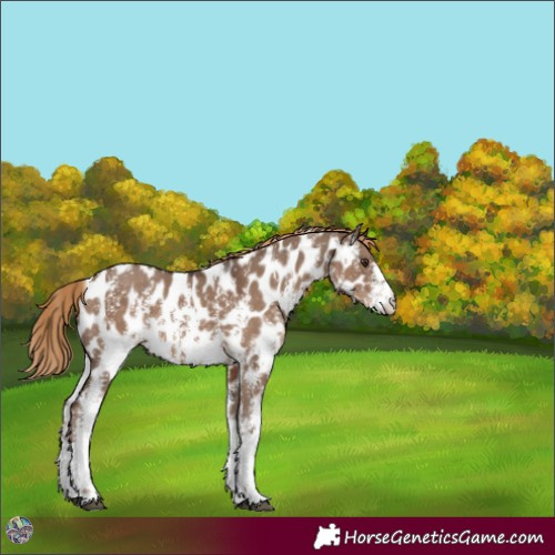 Horse Color:Liver Red Dun Sabino Near Leopard 