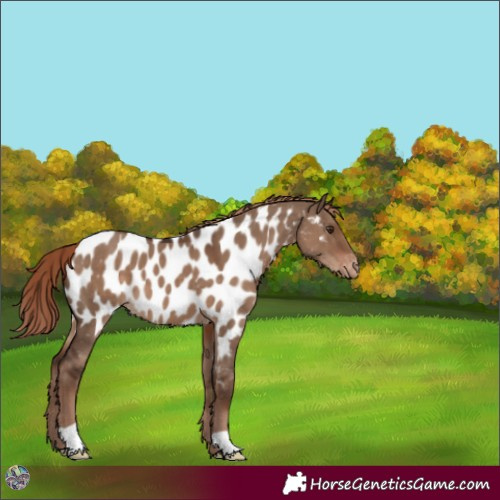 Horse Color:Liver Red Dun Near Leopard 