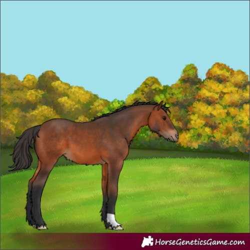 Horse Color:Bay 