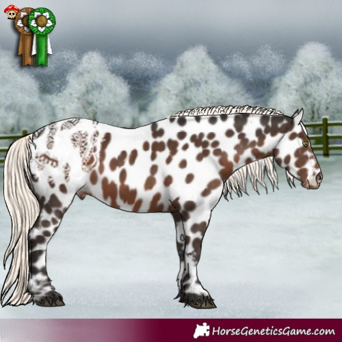 Horse Color:Liver Chestnut Mushroom Appaloosa 