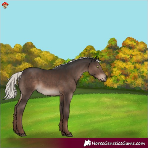 Horse Color:Liver Chestnut Mushroom 