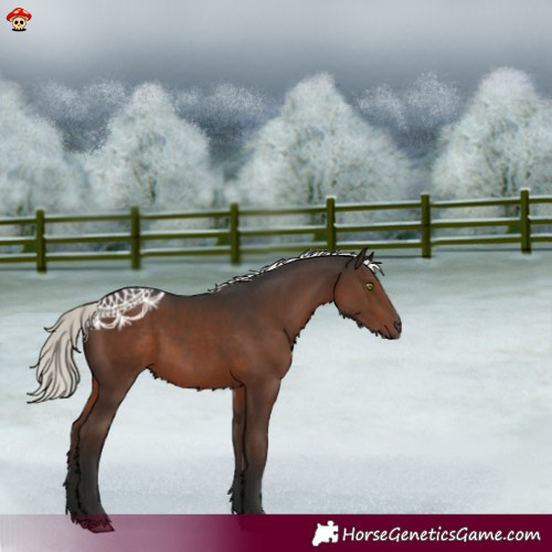 Horse Color:Liver Chestnut Mushroom 