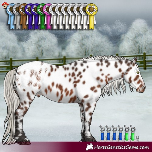 Horse Color:Liver Chestnut Mushroom Appaloosa 