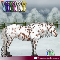 Horse Color:Liver Chestnut Mushroom Appaloosa 