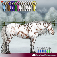 Horse Color:Liver Chestnut Mushroom Appaloosa 