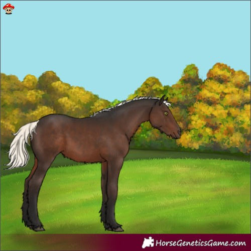 Horse Color:Liver Chestnut Mushroom 