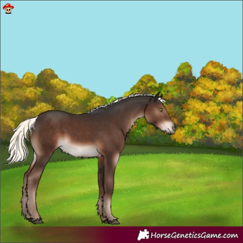 Horse Color:Liver Chestnut Mushroom 