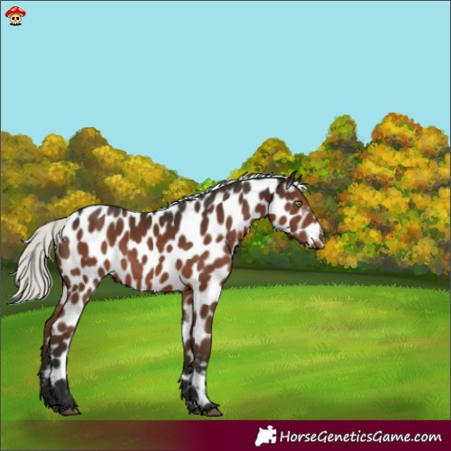 Horse Color:Liver Chestnut Mushroom Leopard 