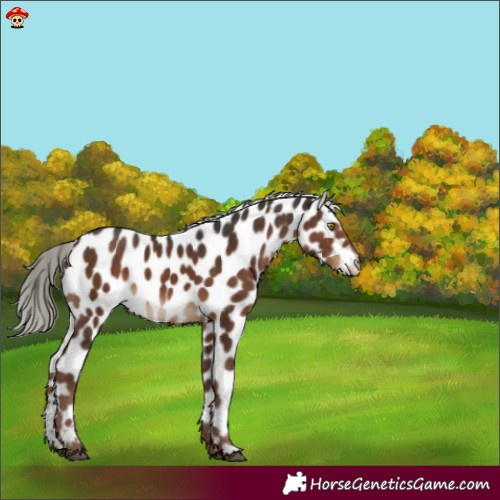 Horse Color:Liver Chestnut Mushroom Appaloosa 