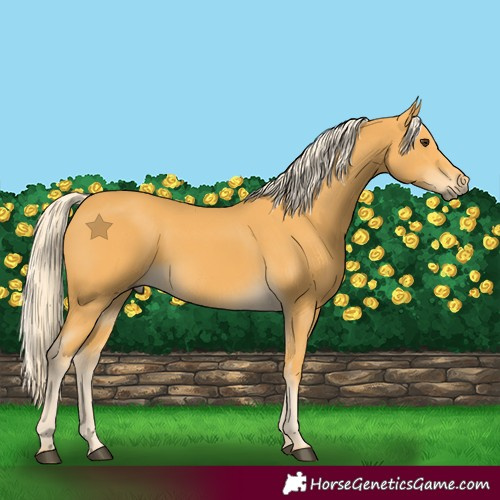 Horse Color:Palomino 