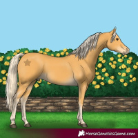 Horse Color:Palomino 