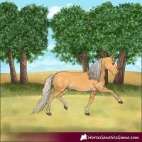 Horse Color:Palomino