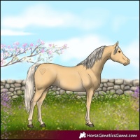Horse Color:Palomino
