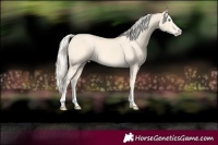 Horse Color:Cremello 