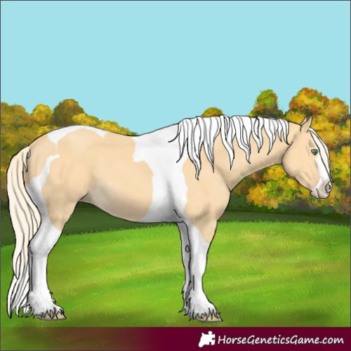 Horse Color:Gold Cream Champagne Splash Tobiano