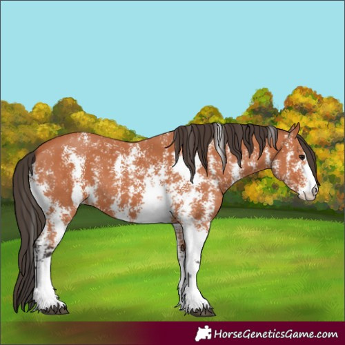 Horse Color:Bay Sabino
