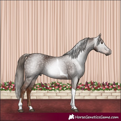 Horse Color:Gray Chestnut Tobiano