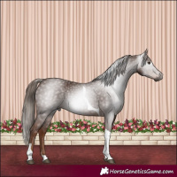 Horse Color:Gray Chestnut Tobiano