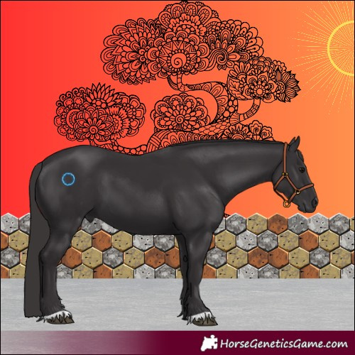 Horse Color:Smoky Black 