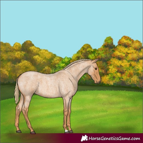 Horse Color:Red Roan 