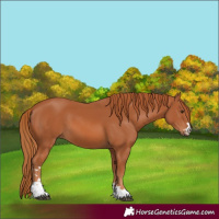 Horse Color:Chestnut 