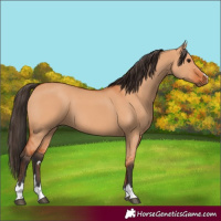 Horse Color:Bay Dun