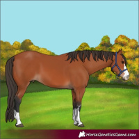 Horse Color:Bay 