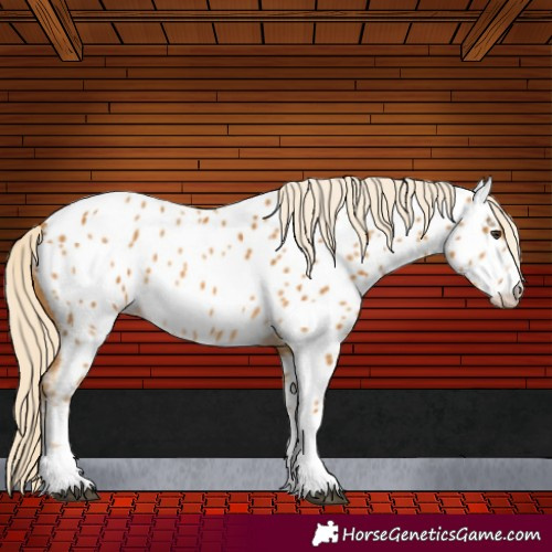 Horse Color:Palomino Near Leopard 