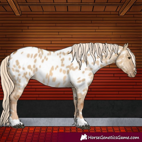 Horse Color:Chocolate Palomino Dun Appaloosa 