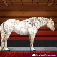 Horse Color:Chocolate Palomino Dun Appaloosa 