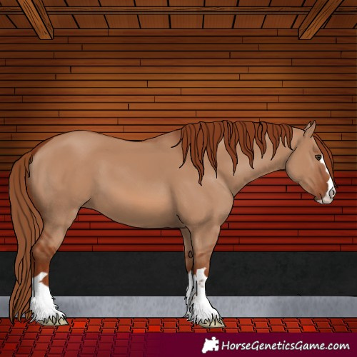 Horse Color:Red Dun 