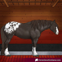 Horse Color:Liver Chestnut Appaloosa 