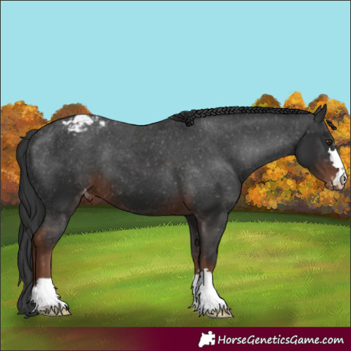 Horse Color:Liver Chestnut Appaloosa 