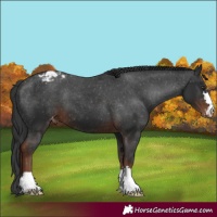 Horse Color:Liver Chestnut Appaloosa
