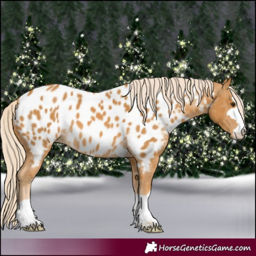 Horse Color:Palomino Appaloosa