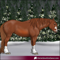 Horse Color:Chestnut 