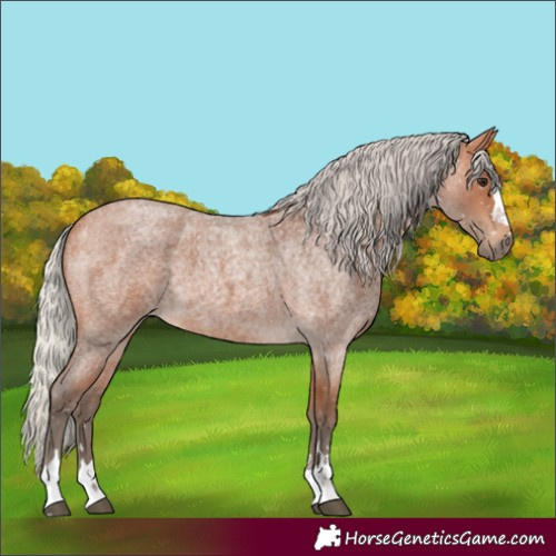 Horse Color:Silver Bay Roan 
