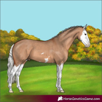 Horse Color:Silver Brown Dun Splash 