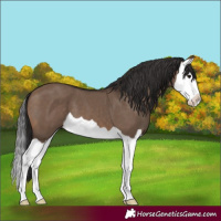 Horse Color:Brown Dun Splash