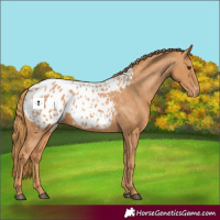 Horse Color:Chestnut Appaloosa 