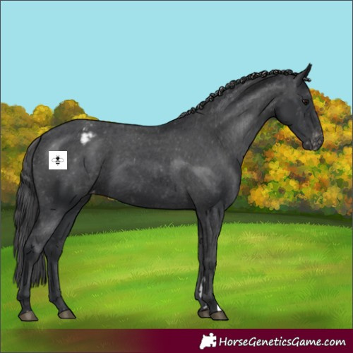 Horse Color:Black Appaloosa