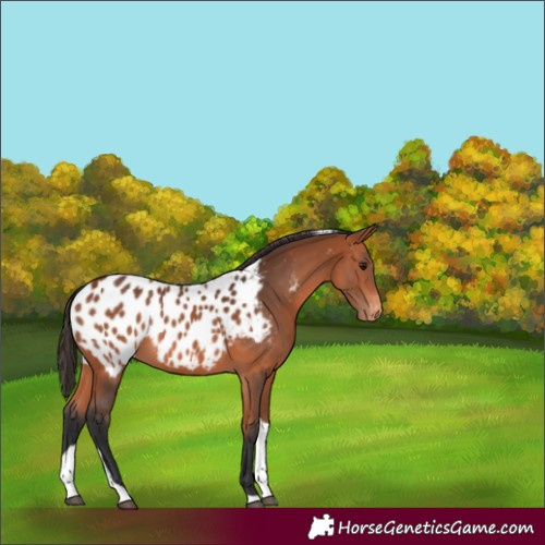 Horse Color:Bay Tobiano Appaloosa 
